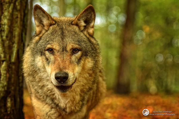 Litauischer Wolf Moos